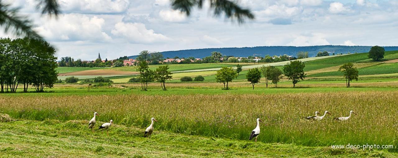Gite L'Amarante Betschdorf Zewnętrze zdjęcie